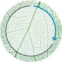 Recycle symbol on a leaf to depict sustainability by SkinCeuticals